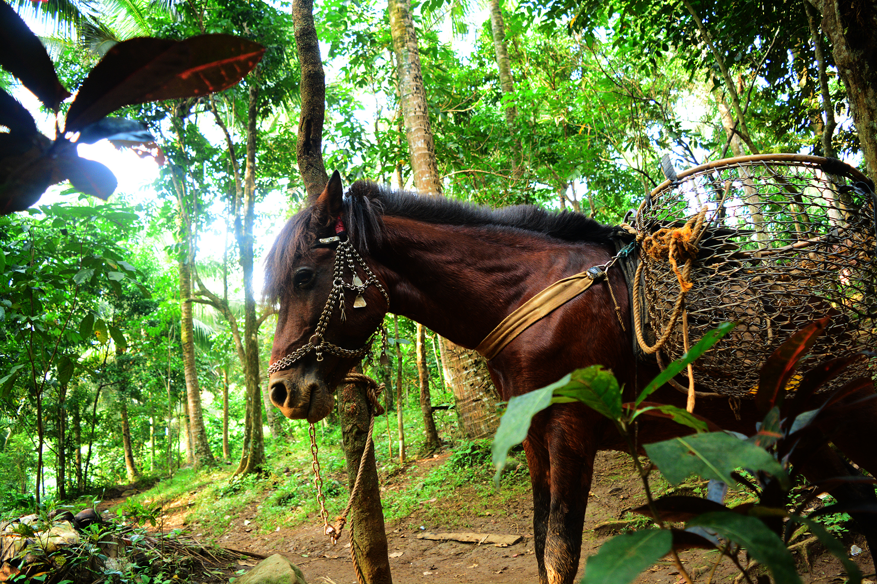 MT. ROMELO + BURUWISAN FALLS: Budget, Hiking Guide + Itinerary & Why It Should Be On Your Bucket List