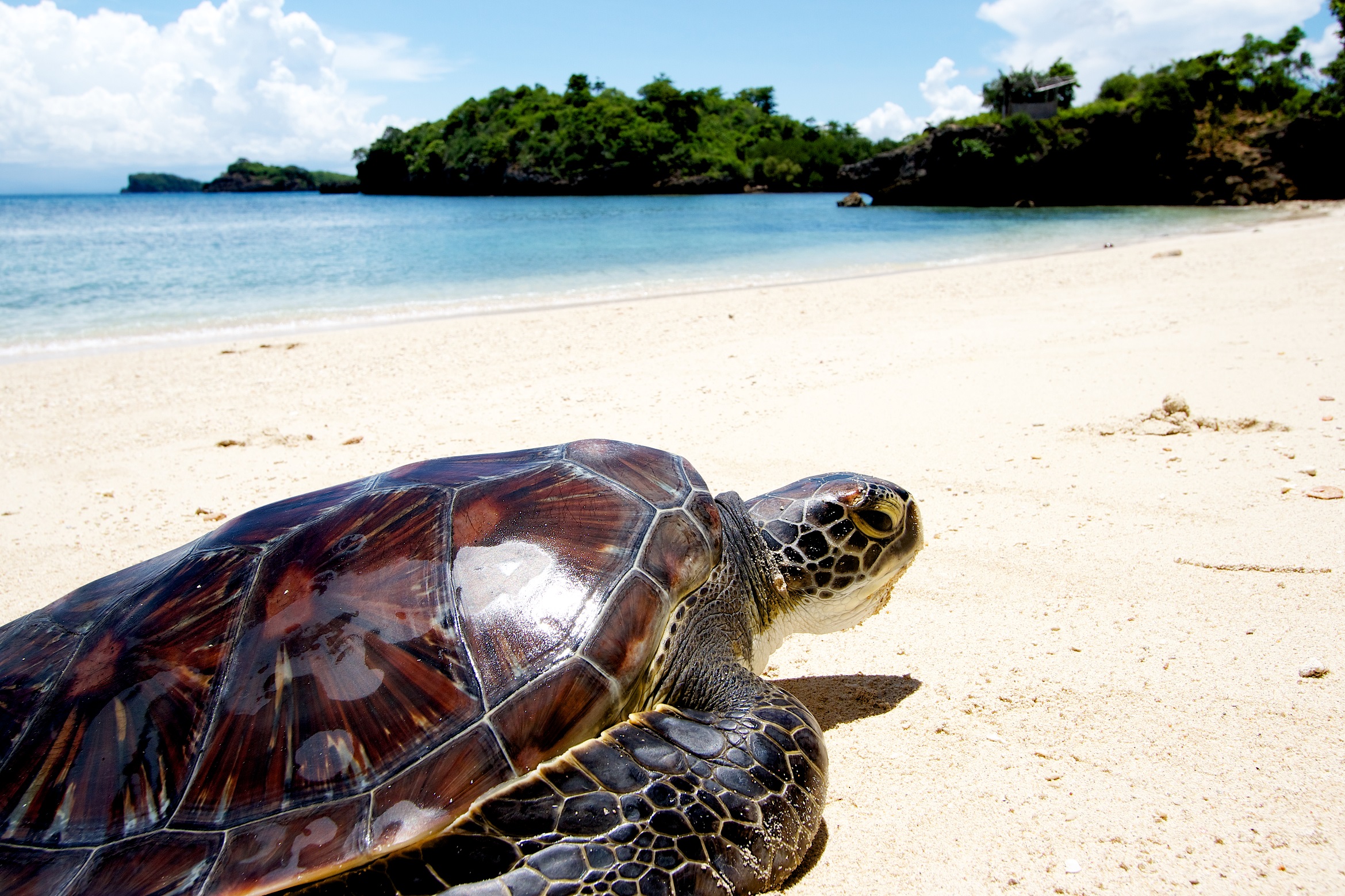 Пляж черепах на шри ланке. Черепаший остров Фиджи. Остров тартл (Черепаший остров). Занзибар Черепаший остров. Остров черепах (Turtle Island), Маврикий.