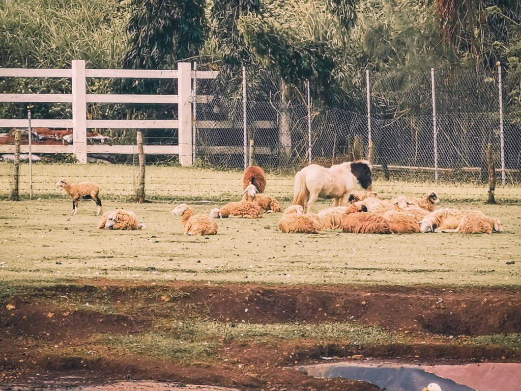 THE OLD GROVE FARMSTEAD